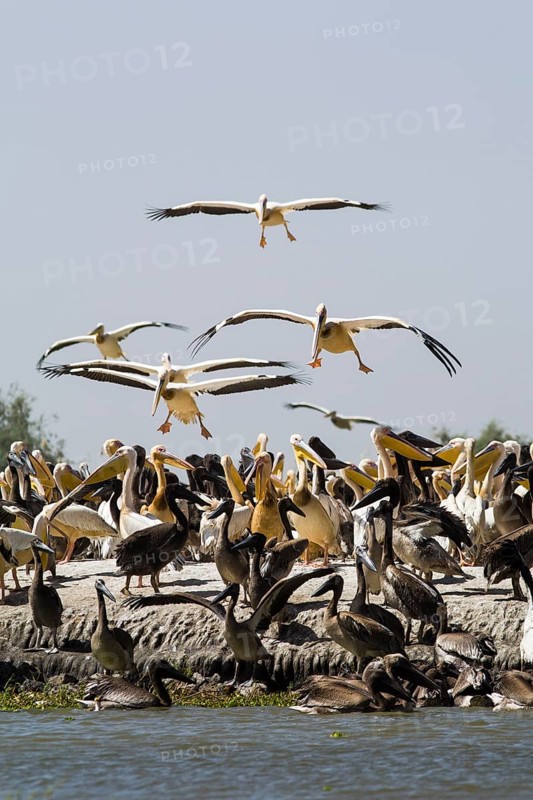 Great White Pelicans (Pelecanus onocrotalus)