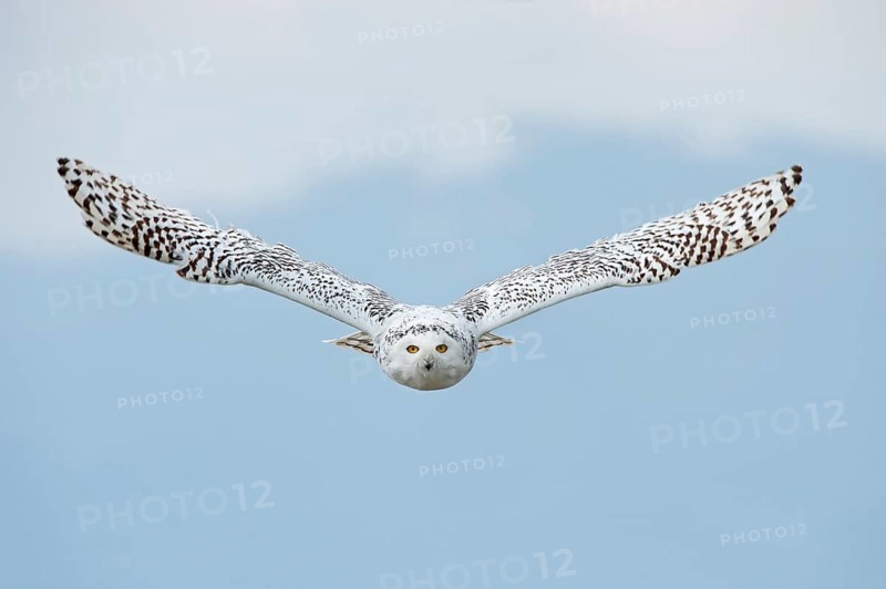 Snowy owl (Bubo scandiacus) in flight