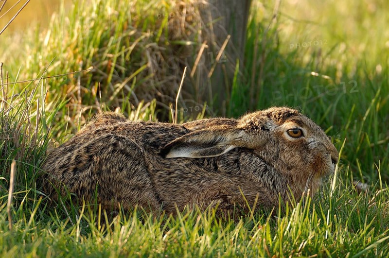 Hare (Lepus europaeus)