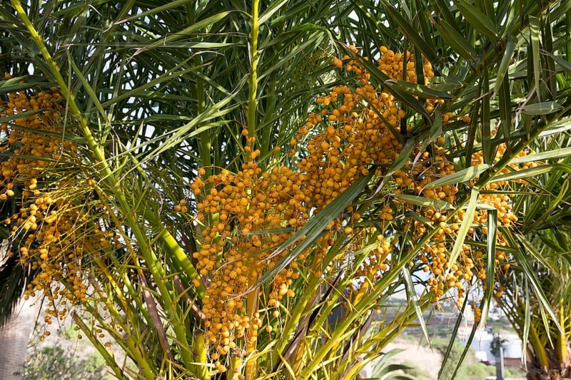 Canary Island Date Palm (Phoenix canariensis) with infructescence