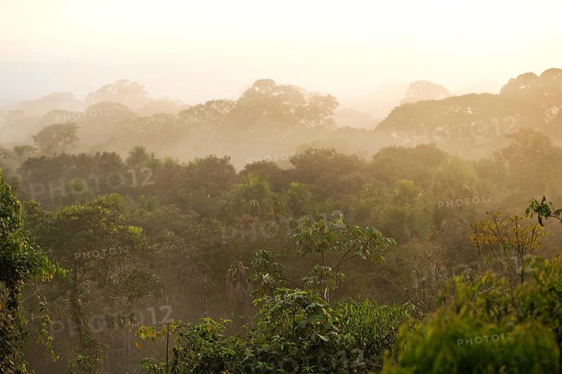Views over the treetops of the rainforest at dawn