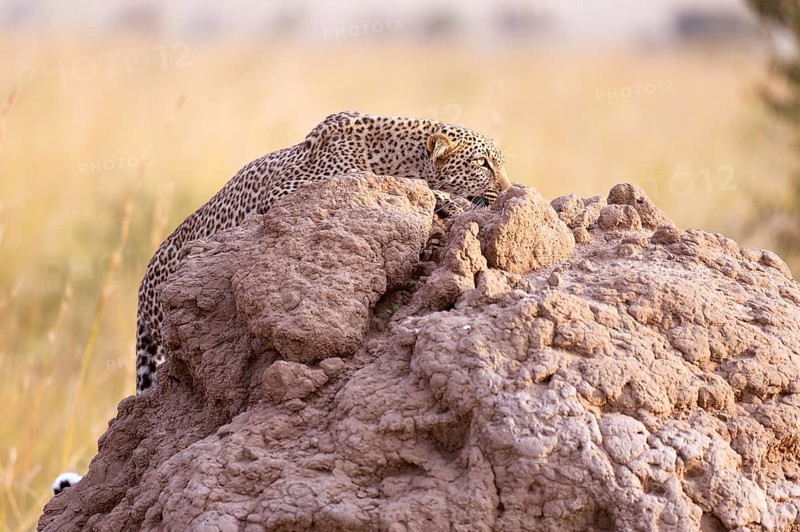 Leopard (Panthera pardus)