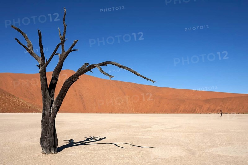 Dead Camel thorn trees (Vachellia erioloba)