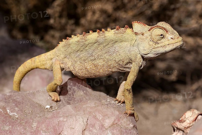 Namaqua Chameleon (Chamaeleo namaquensis) near Swakopmund