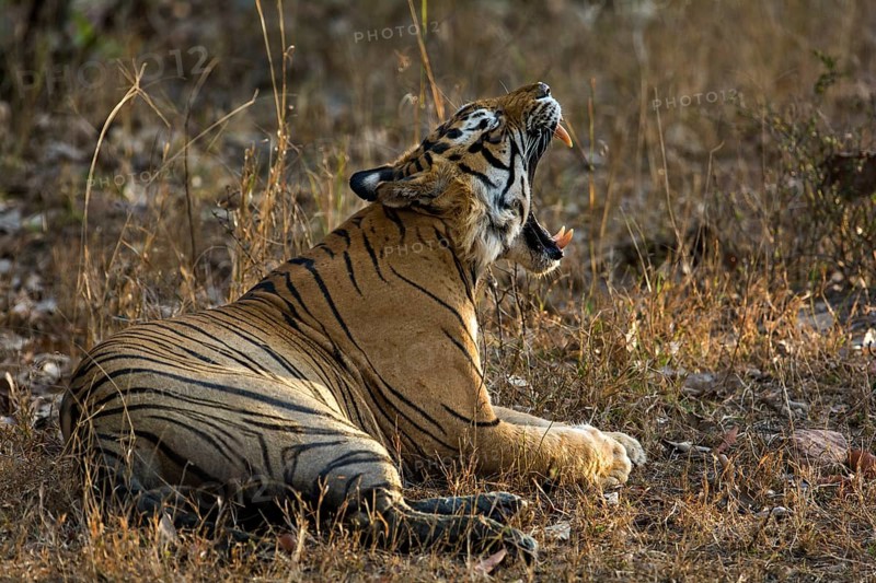 Bengal tiger (Panthera tigris tigris) yawning