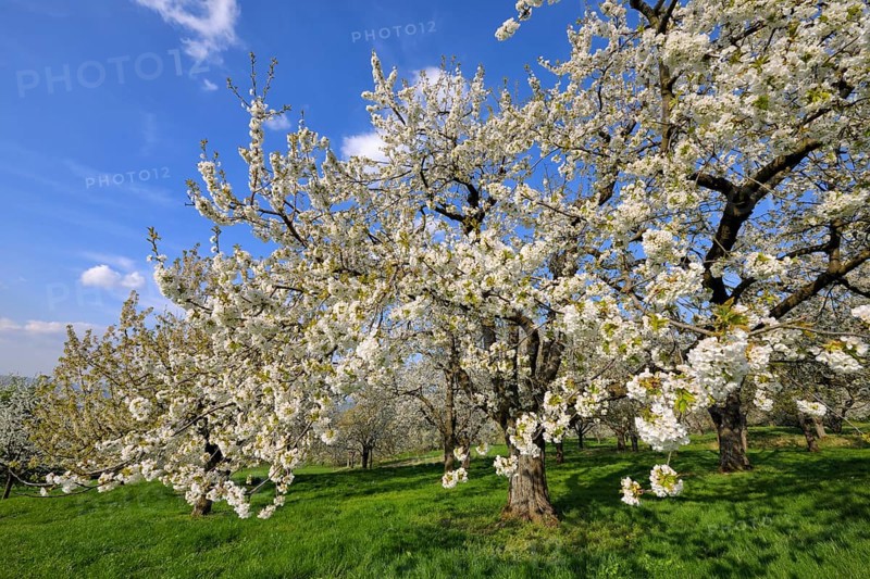 Sweet Cherry tree (Prunus avium)
