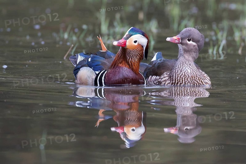 Mandarin ducks (Aix galericulata)
