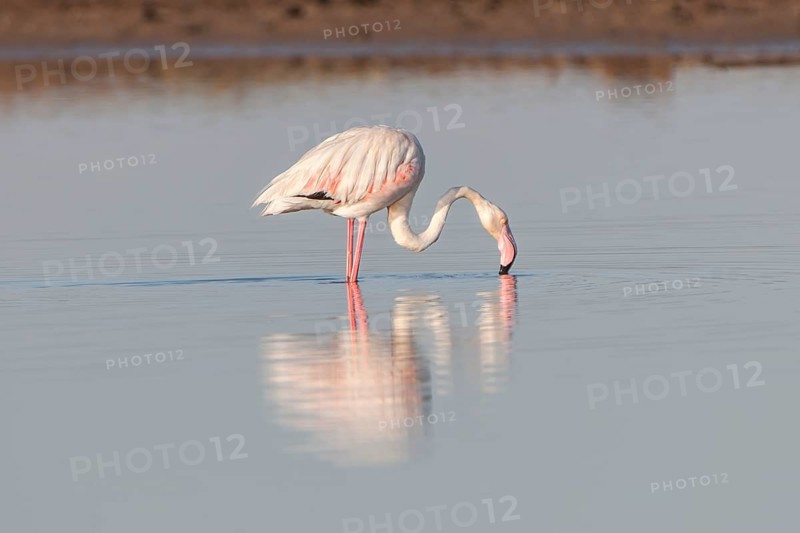 American Flamingo (Phoenicopterus ruber) foraging for food