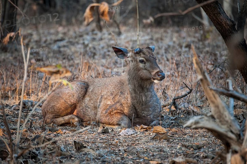 Sambar deer (Rusa unicolor)