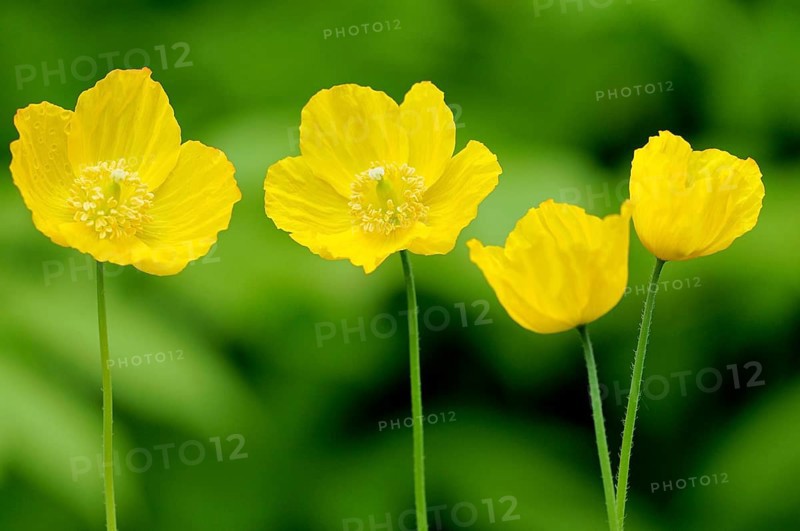 Yellow Iceland Poppy (Papaver nudicaule)