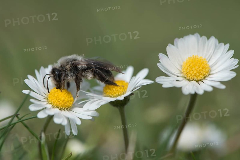 Ashy mining bee (Andrena cineraria)