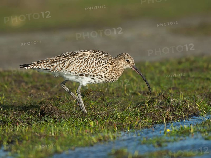Curlew (Numenius arquata)