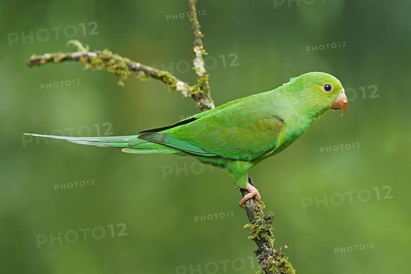 Yellow-chevroned parakeet (Brotogeris chiriri) on branch