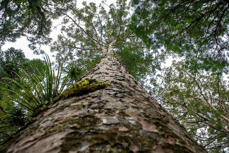 Giant Agathis australis (Agathis australis)