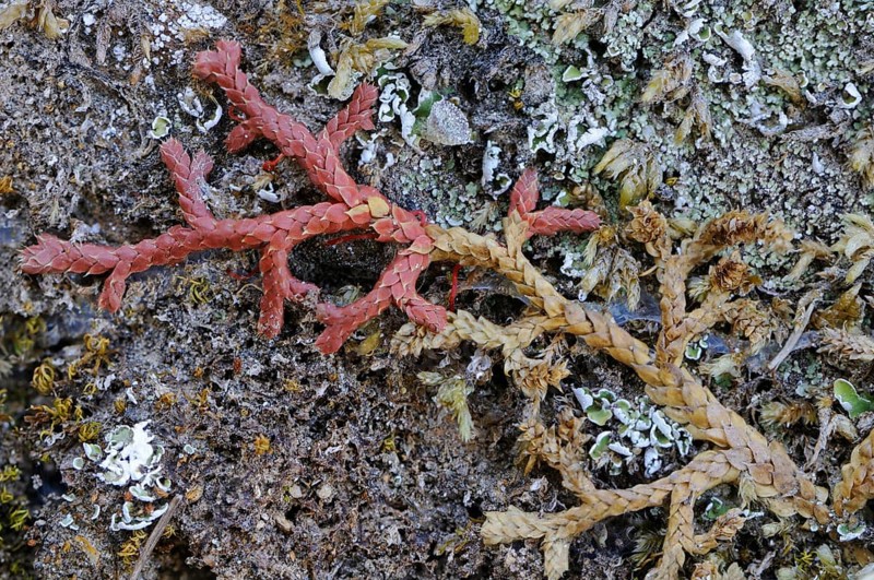 Mediterranean Clubmoss (Selaginella denticulata)