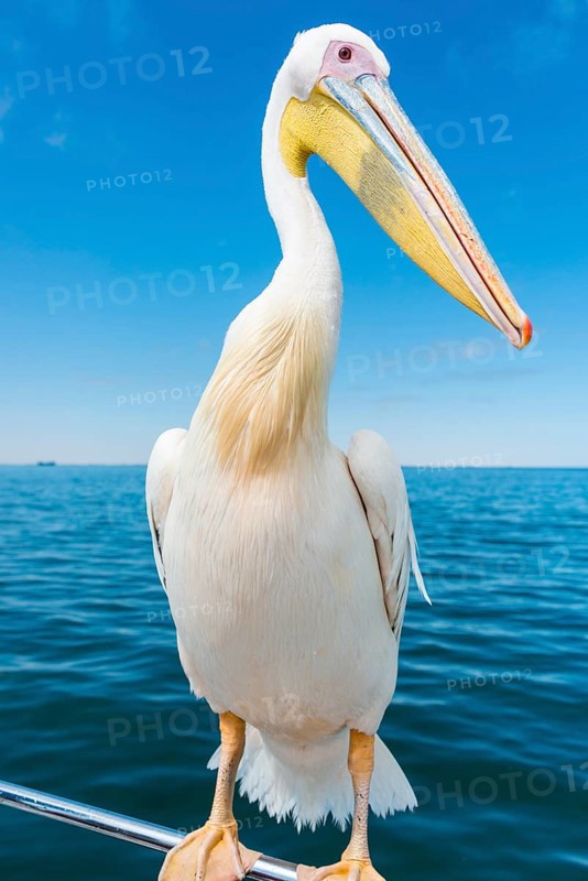 Great White Pelican (Pelecanus onocrotalus) sitting on the railing of the boat in Walvis Bay