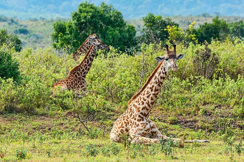 Giraffes (Giraffa camelopardalis)