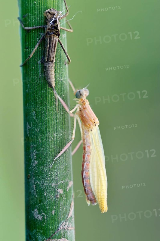 Empty larval case with newly hatched larva