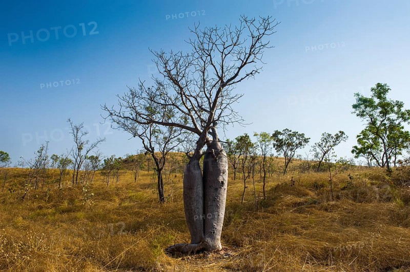 Tree couple