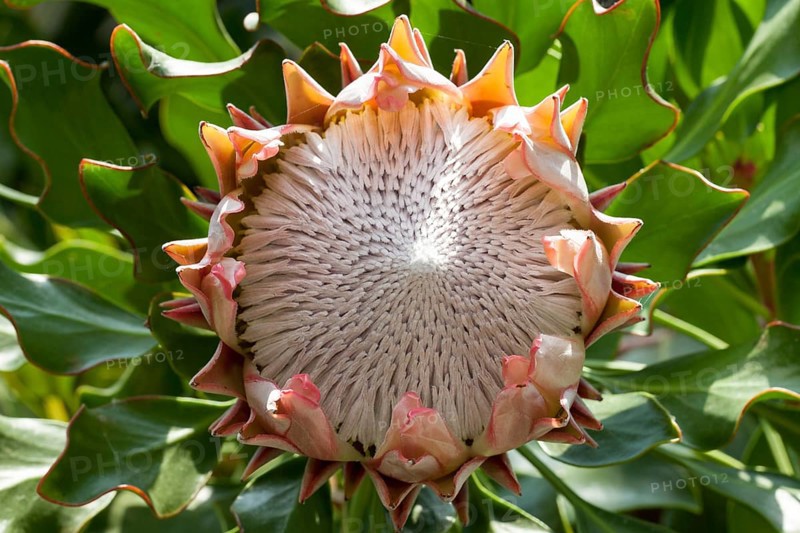 King Protea (Protea cynaroides)