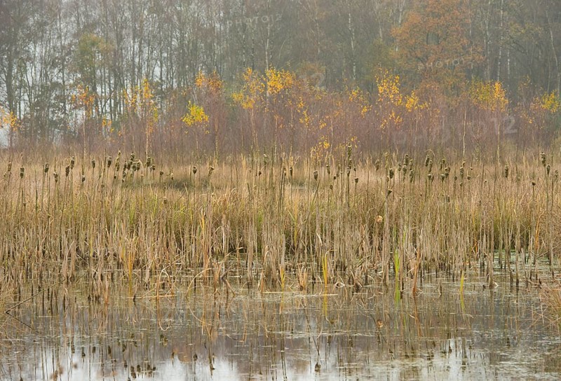 Moor autumn landscape with broadleaf cattail (Typha latifolia)