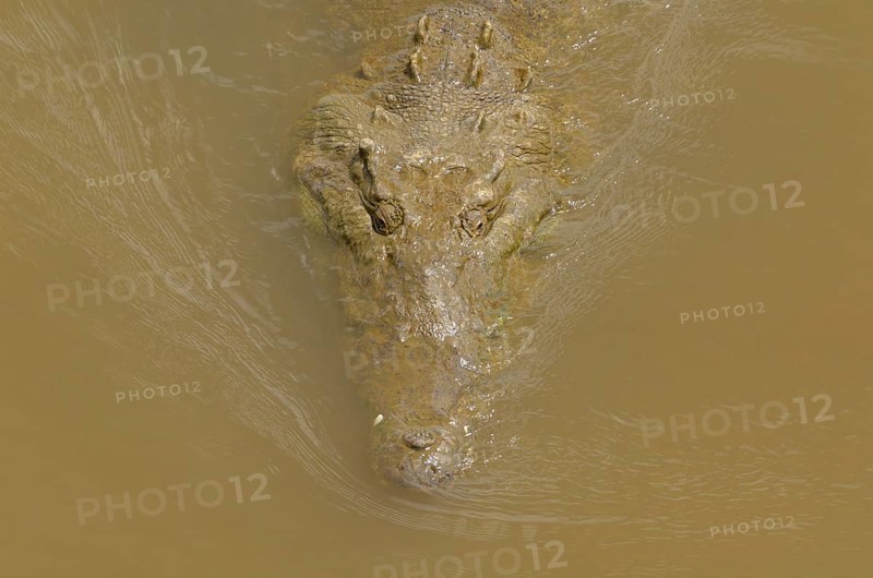 American Crocodile (Crocodylus acutus) in the Rio Grande de Tarcoles