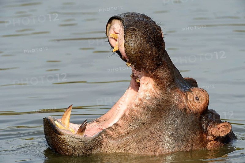 Hippopotamus (Hippopotamus amphibicus)