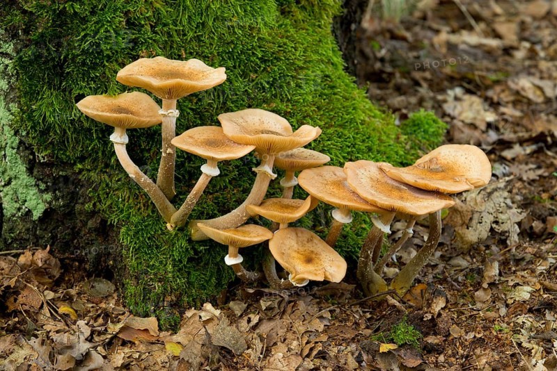 Humongous Fungus (Armillaria ostoyae)