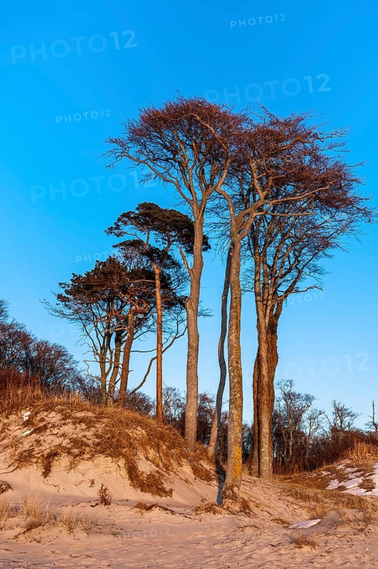 Copse of beech trees on the dune 'Ostseedune'