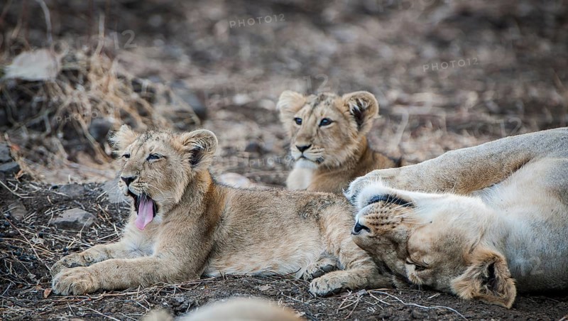 Asiatic lion (Panthera leo persica)