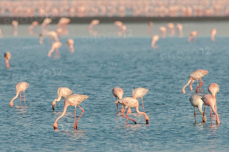 American Flamingo (Phoenicopterus ruber) colony foraging for food