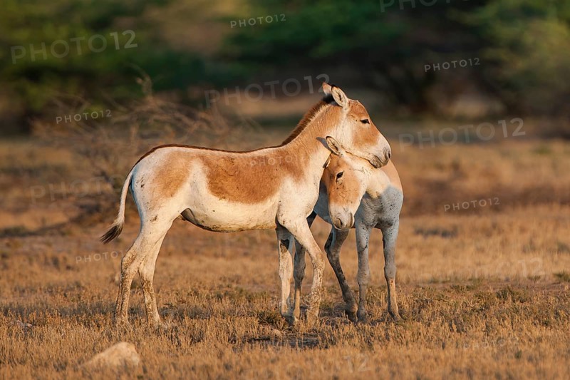 Onagers or Asiatic wild asses (Equus hemionus)