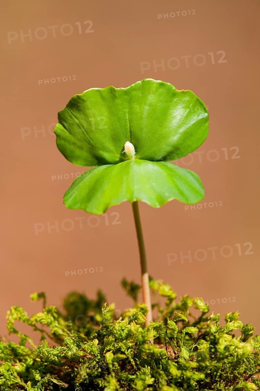 European beech (Fagus sylvatica)