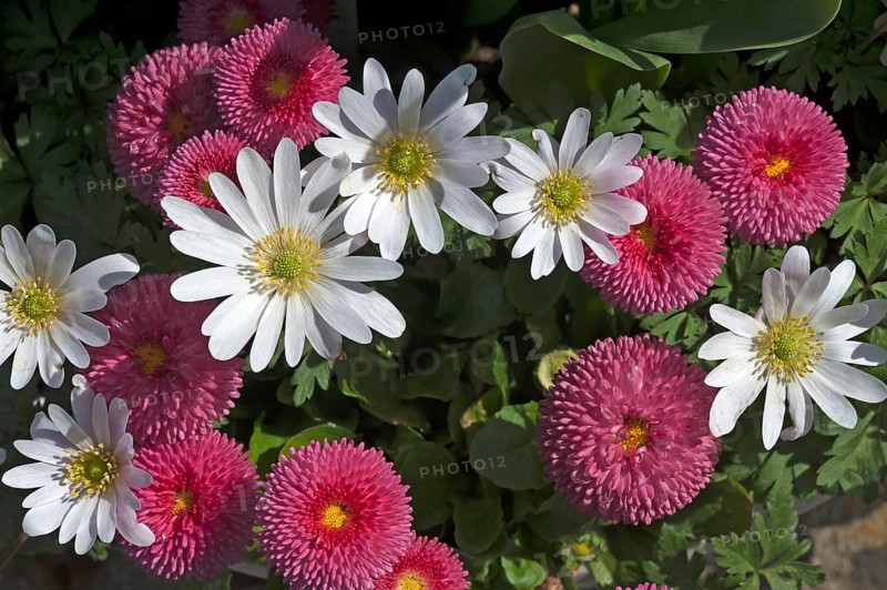 Balkan anemones (Anemone blanda) and Daisies (Bellis perennis)