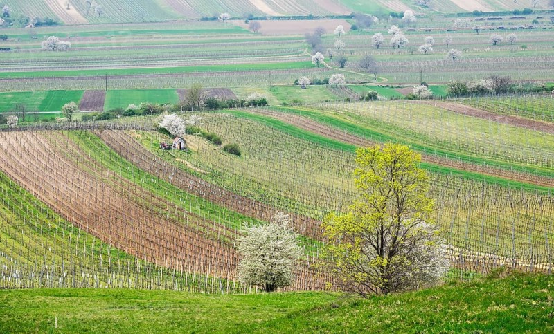 Vineyards and flowering cherry trees