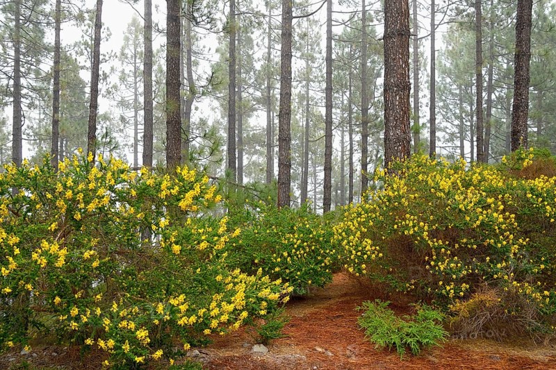 Flowering Adenocarpus viscosus (Adenocarpus viscosus)