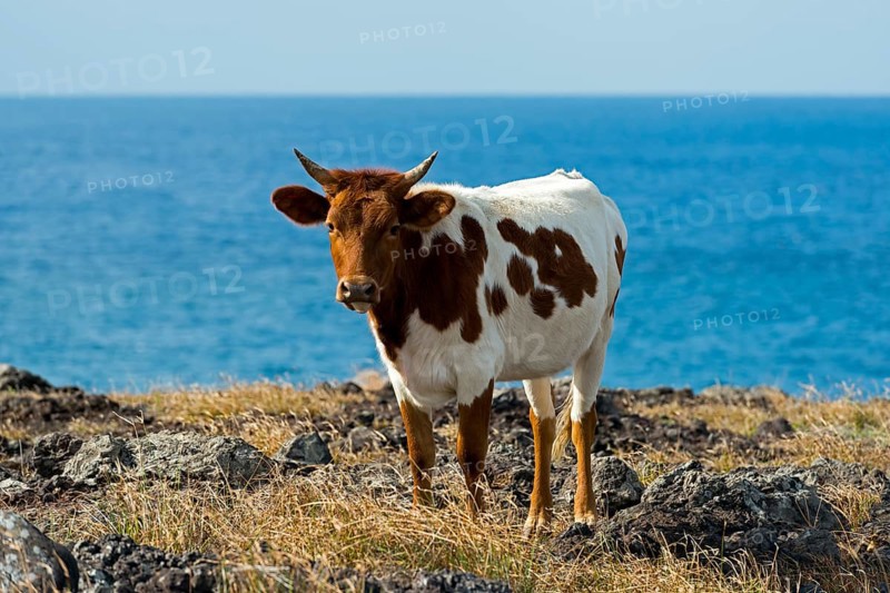 Cattle on the Pacific coast