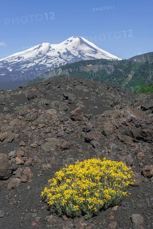 Flowers on a lava field and Llaima volcano