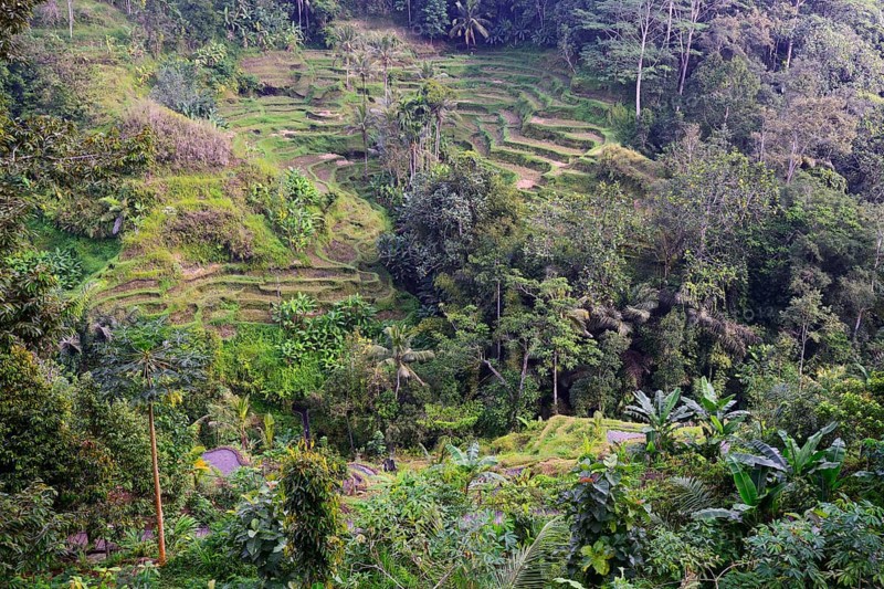 Rice terraces near Tegallalang