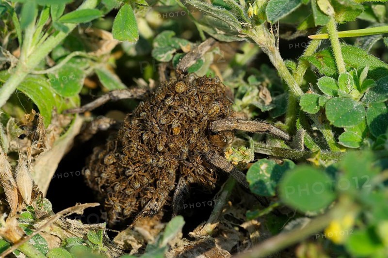 South Russian Tarantula (Lycosa singoriensis) carrying spiderlings on the back