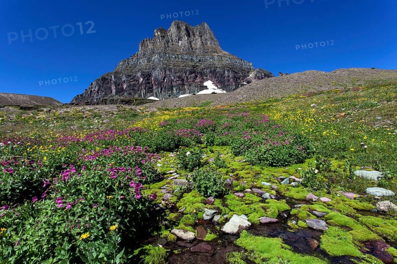 Blooming mountain flowers in front of the Clements Mountains