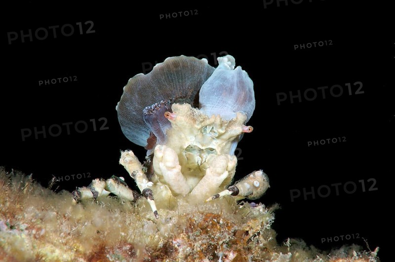 Corallimorph Decorator Crab (Cyclocoeloma tuberculata) with sea anemones on the back