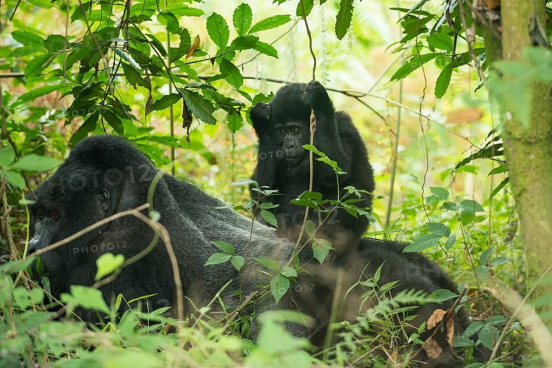 Mountain Gorilla (Gorilla beringei beringei)