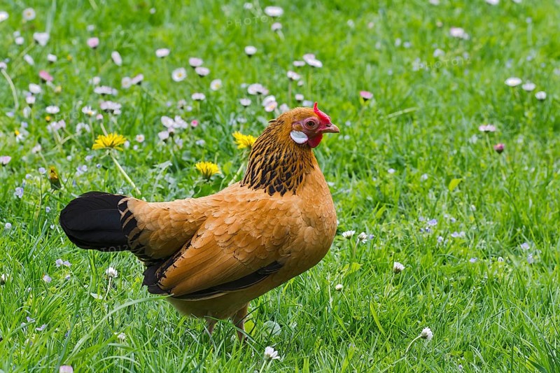 Bantam chicken (Gallus gallus f. domestica)