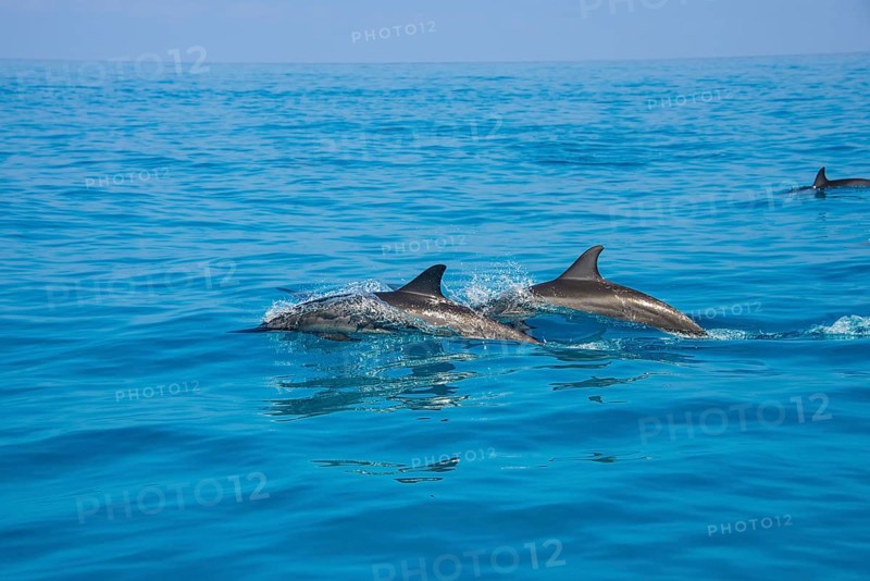 Bottlenose Dolphins (Tursiops truncatus)