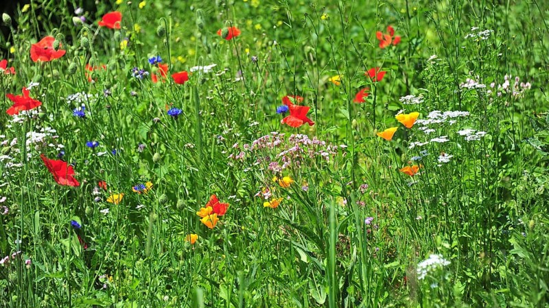 Wildflower meadow