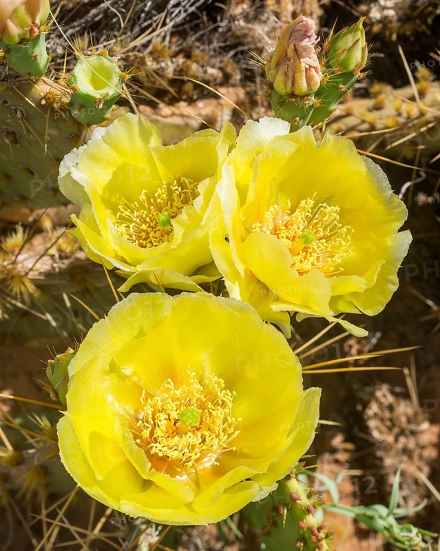 Prickly Pear Cactus (Opuntia fragilis)