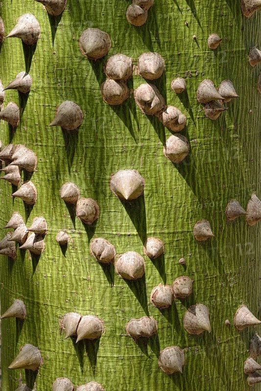 Kapok tree (Ceiba sp.)
