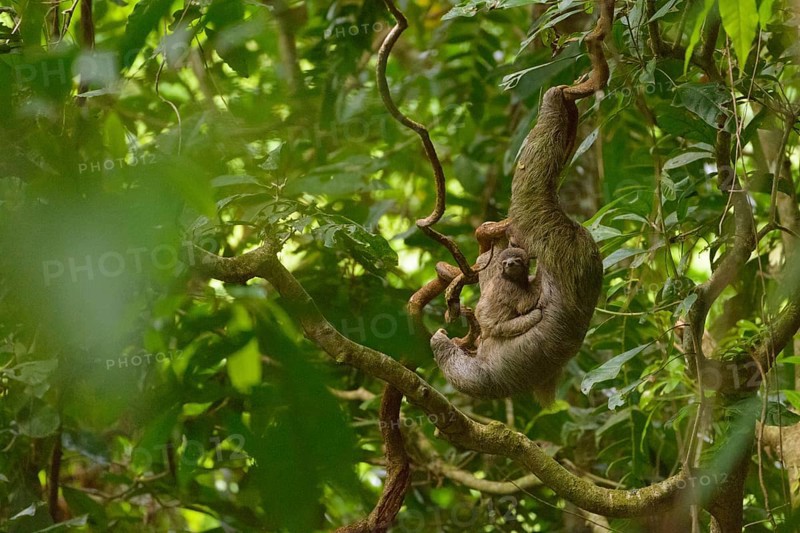 Brown-throated Sloth (Bradypus variegatus) with young