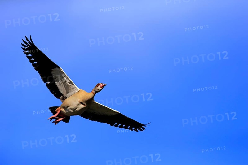 Egyptian Goose (Alopochen aegyptiacus)